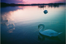 Load image into Gallery viewer, Color Negative 35mm ISO 100 3本セット