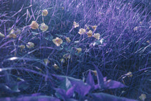 Load image into Gallery viewer, LomoChrome Purple 35 mm ISO 100–400